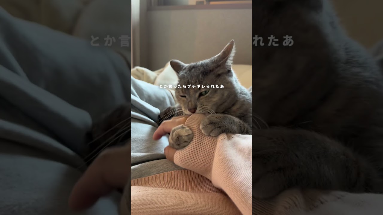 【ネコがいると休日こうなる】