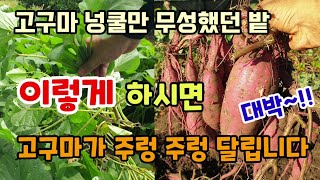 넝쿨만 무성했던 고구마밭 이렇게 하니까 고구마가 주렁주렁 달립니다 고구마수확 고구마추비방법 고구마농사