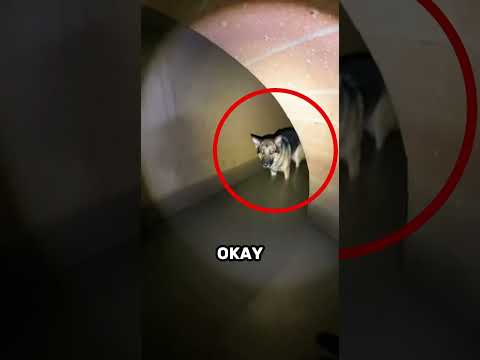 🔥Will This Firefighter Save The Dog? 🚒 #fire #rescue #firefighter #wildfire #animals #wildliferescue