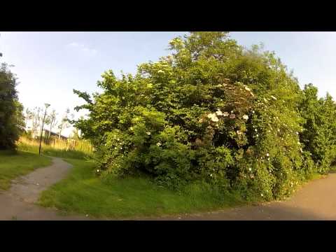 Tim Versteeg - BMX - TimmyGang