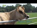 Livestock: Jersey Cattle #05