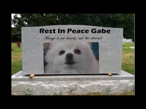 Rest in Peace Gabe the Dog