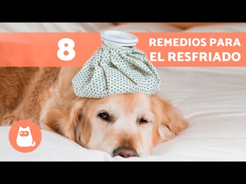 8 REMEDIOS CASEROS para el RESFRIADO en PERROS 🐶✅ ¿Cómo CURAR el RESFRIADO en PERROS?