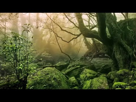 [Deep Relax] Relax Music, Meditation Music, Sleeping Music, Nature, Stress Relief, FOREST SOUDS