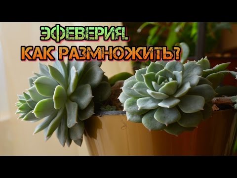 Эхеверия или каменная роза.Размножение листом.