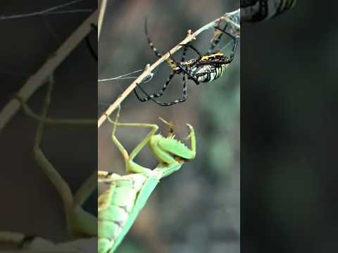 Giant Zebra Spider Unlucky When Attacked By Japanese Praying Mantis #insects #spider #prayingmantis