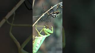 Download lagu Giant Zebra Spider Unlucky When Attacked By Japanese Praying Mantis #insects #spider #prayingmantis mp3