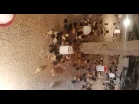 30 days guinea fowl chicks month old