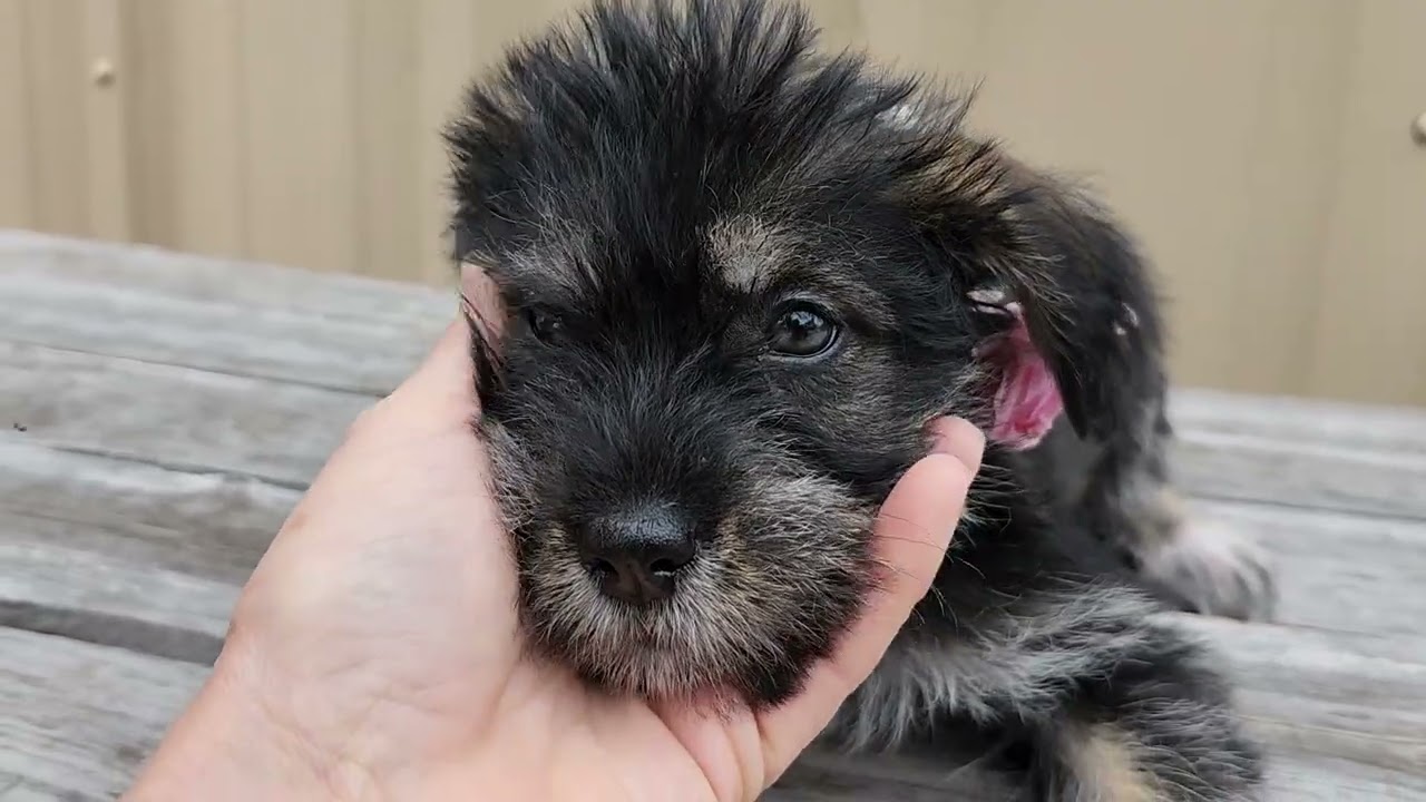 Enlarge Polly, an adopted mixed breed in Bandera, TX video 1/5