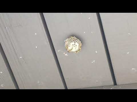 Exterminators in Secaucus, NJ