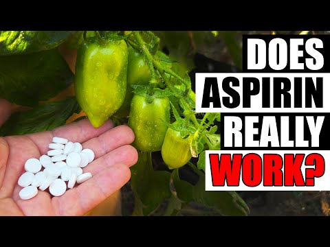 Solutions To Blossom End Rot In Tomatoes etc