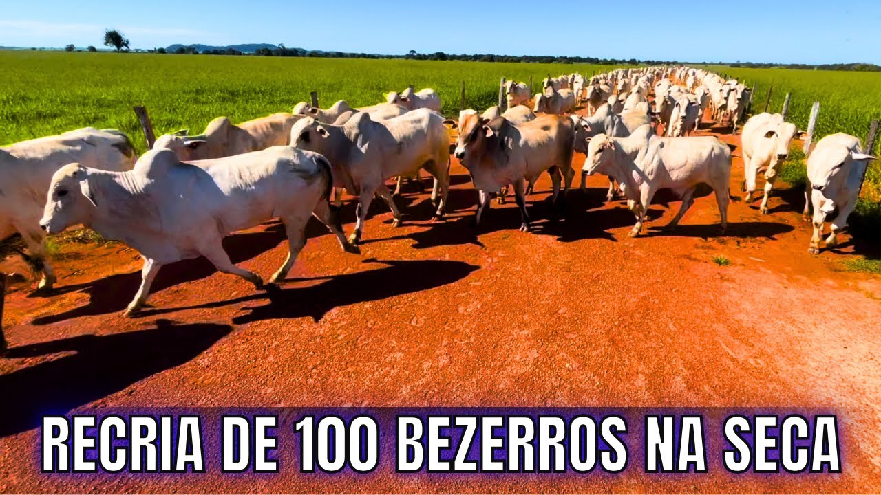 Qual o Gasto em uma Recria de 100 Bezerros no Periodo de Seca