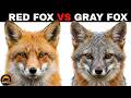 What is the Difference Between Red Foxes and Gray Foxes?