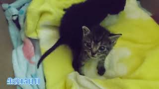 捨て猫レスキュー。生後15日目の赤ちゃん子猫シスターズ。