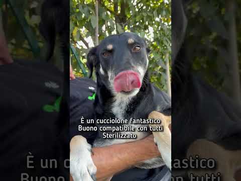 Regalo Tyson adottato da cucciolo e abbandonato alletagrave di 3 anni cerca una nuova opportunitagrave 