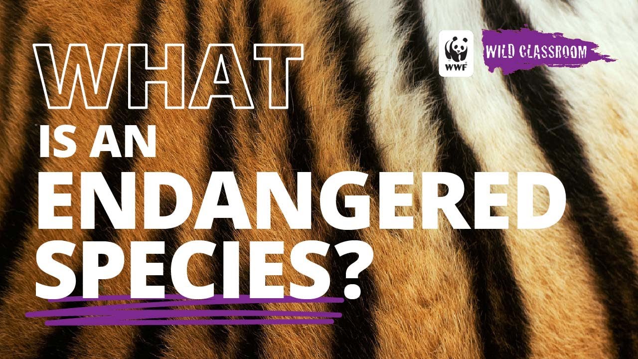 What is an endangered species?