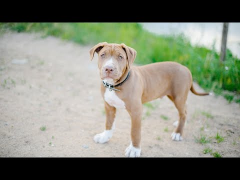 Pitbull Nutrition 101-What Should You Feed Your Best Friend?