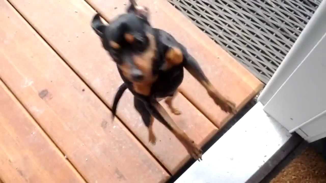 YouTube video preview
