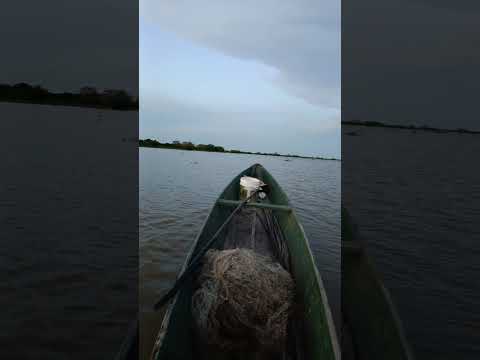 Bogando por las Ciénagas de San Benito Abad, Sucre, Colombia #ambiente #agua #cienaga #rios