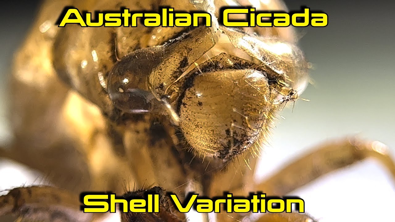 Exuviae Variation Among Australian Cicadas