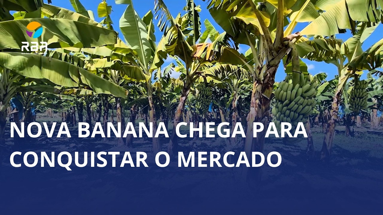 Nova banana chega para conquistar o mercado 🍌