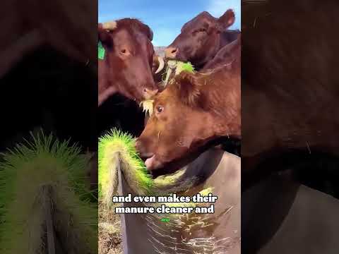 Hydroponic Hay Saves $20K a Year—Here’s How