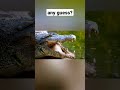 Crocodile tears