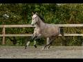 Merrie Lusitano Te koop 2020 Schimmel