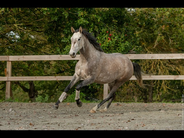 Merrie Lusitano Te koop 2020 Schimmel