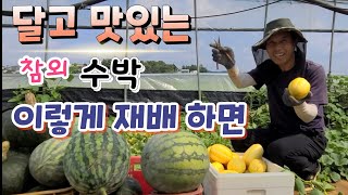 참외 수박 진짜 맛있게 많이 달리게 재배법