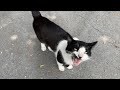 Tuxedo Cat Silently Meow Meow