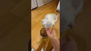 チビとママの日常🐶 #犬のいる暮らし #ミックス犬 #愛犬 # #youtube #チャンネル登録お願いします