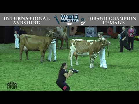 168 Ayrshire Grand Champion Female