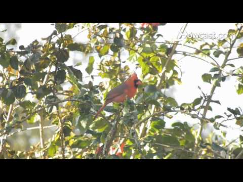 download lagu mp3 mp4 Plants That Attract Birds And Butterflies, download lagu Plants That Attract Birds And Butterflies gratis, unduh video klip Plants That Attract Birds And Butterflies
