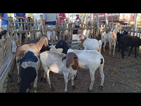 NA FEIRA DO BODE E CARNEIROS DE LIMOEIRO PERNAMBUCO 11 DE DEZEMBRO 2025