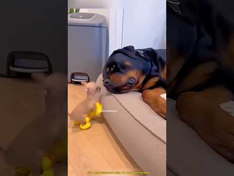 He Woke Up the Giant Dog with His Duck Shoes… But Karma Grabbed Him!