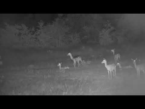 Djuma: Impalas on Open Area on alert watching towards tree line - 19:20 - 02/08/2023