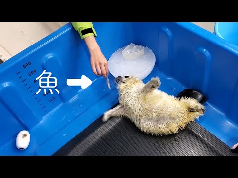 プサ・ヒスピダ