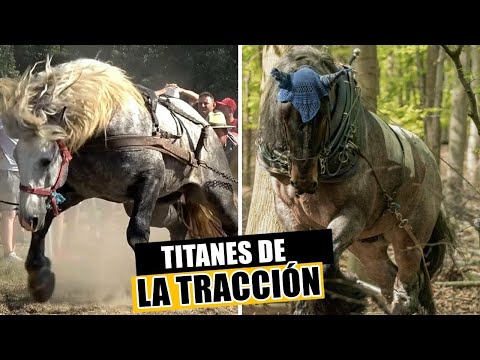, title : 'Los TITANES de la TRACCIÓN - Descubre LOS CABALLOS de TIRO más FUERTES del MUNDO @caballos..'