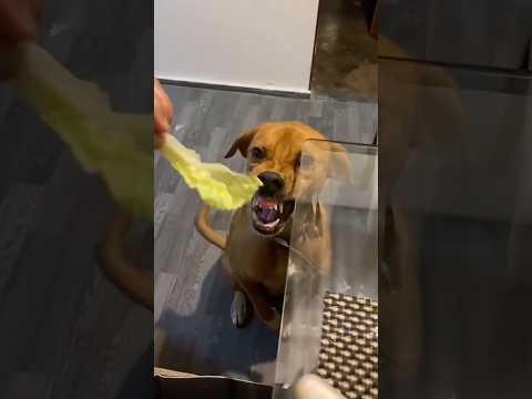 His opinion on vegetables is very clear #funnydog #dogsofyoutube #pickydog #petyoutube #doglife