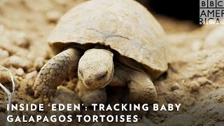 Inside ‘Eden’: Tracking Baby Galapagos Tortoises 🐢 BBC America & AMC