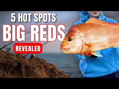 TOP 5 Sapper Spots | Port Phillip Bay 2025