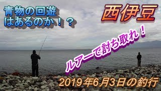 ＃14【西伊豆】ルアーで魚を狙う！6月3日釣りモン日記！