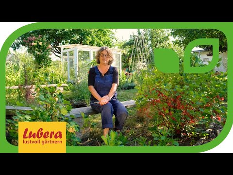 Rote, schwarze und weisse Johannisbeeren schneiden ✂️