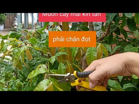 Chăm sóc Mai vàng. Bấm đọt.chặn đọt cho cây mai được kín tàn