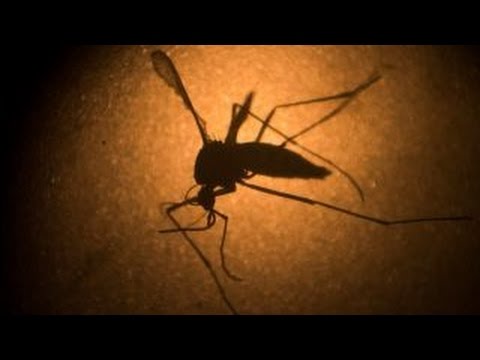 What you need to know to stay safe from the Zika virus