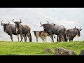 New Gnu Kick Up Their Heels