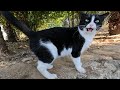 Tuxie The Cat Will Warm Your Heart With Her Cute Meows And Trills