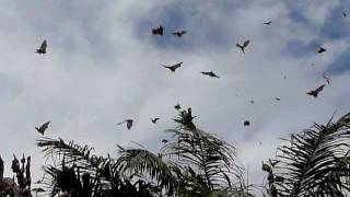 preview picture of video 'straw coloured fruit-bats (Eidolon helvum) - colony in Kibi'