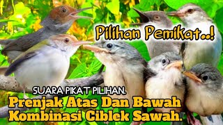 Download lagu AMPUH.‼️ SUARA PIKAT BURUNG PRENJAK ATAS DAN BAWAH KOMBINASI CIBLEK SAWAH.. mp3